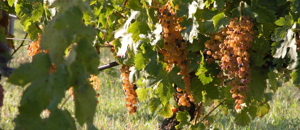 Malvasia di Bosa